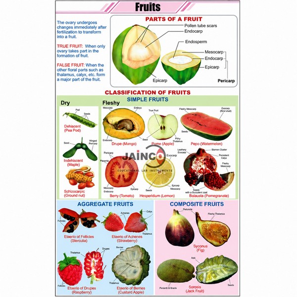 Fruits Chart